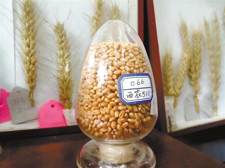 西農(nóng)629與西農(nóng)598 226萬元成功轉(zhuǎn)讓，推動小麥育種新突破
